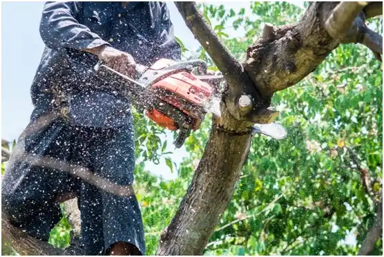 tree services Cornwall